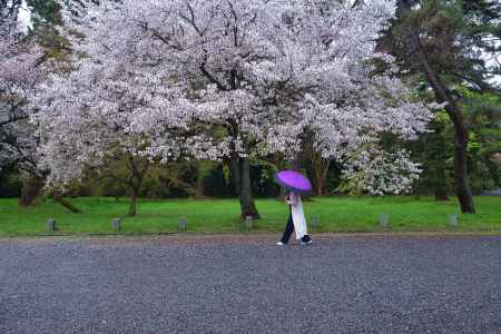 雨滴の花見