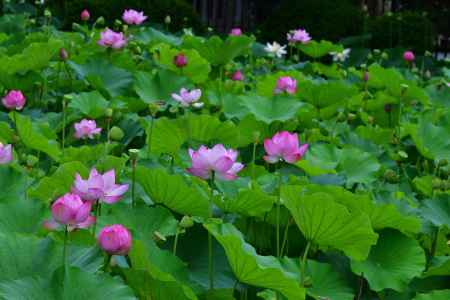 嵯峨野の蓮華