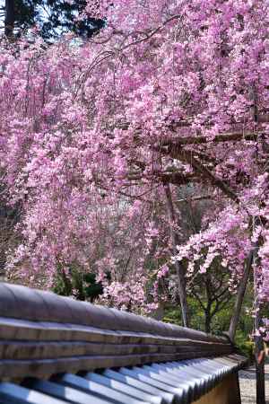 伽藍の桜絵