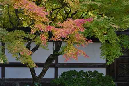 名刹のグラデーション