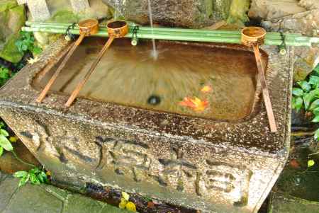 Autumn leaves in spring water