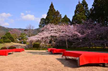 桜のお手前