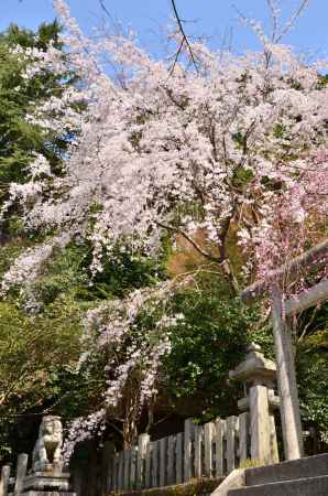 ねずみの社の桜、梅