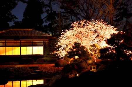 香雲亭、桜の夕べ