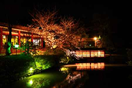 御池の夜桜