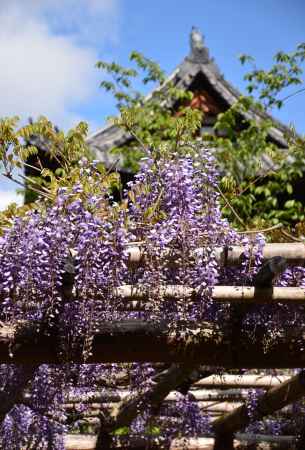 禅寺彩る藤の花