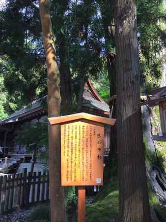 大神神社 巳の神杉 2016.4.29