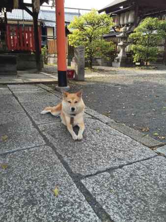 縣神社2  2015.09.15