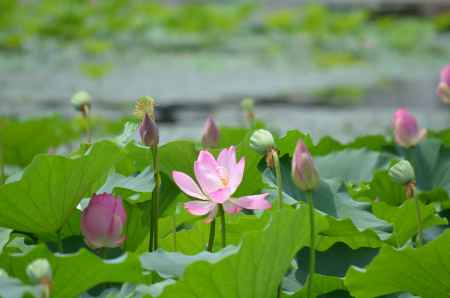 嵯峨野大覚寺　大沢池　蓮（060807b)