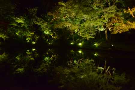 高台寺 夜間ライトアップ　臥龍池(060807b)