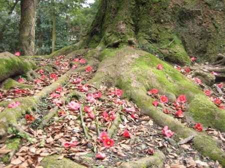 蓮華寺の椿