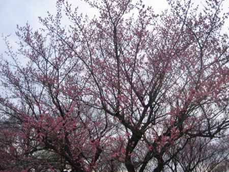 蓮華寺の梅