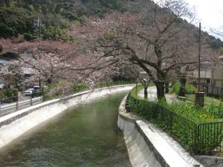 川辺の桜