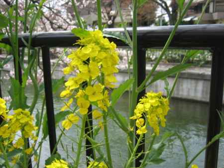 菜の花