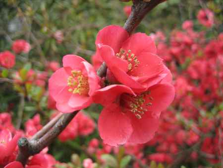 梅の花