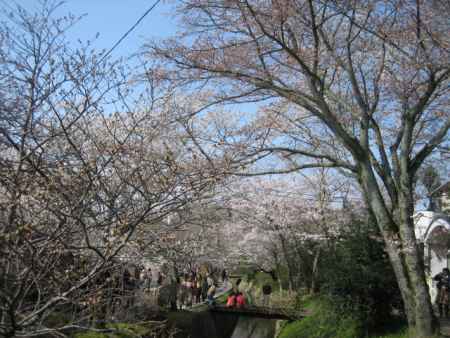 法然院の桜