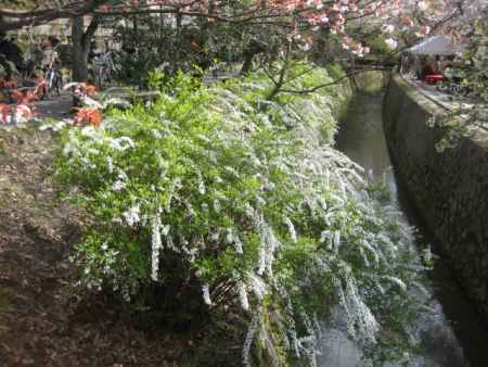 春の法然院