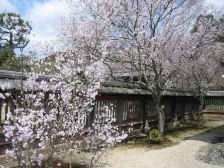 毘沙門堂の桜