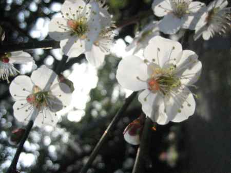 京都御苑の梅の花