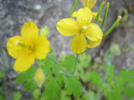 野に咲く 菜の花