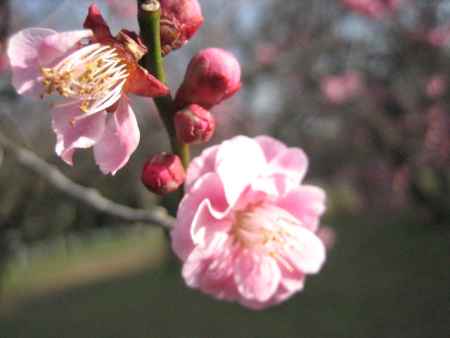 京都御苑の梅の花