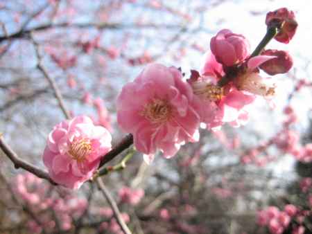 色鮮やかな梅の花