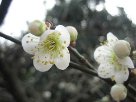 白い梅の花