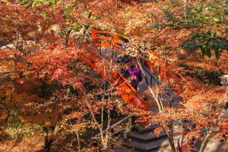 紅葉より鶯橋を覗く