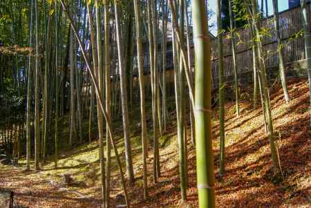 紅葉の絨毯と竹林