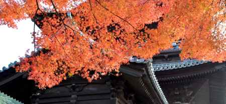 紅葉山門②