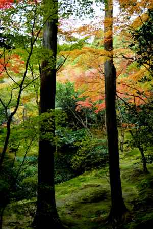 銀閣寺紅葉2014⑧