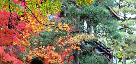 銀閣寺紅葉2014