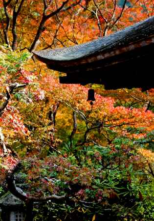 高山寺紅葉2013②