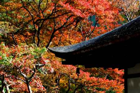 高山寺紅葉2013③