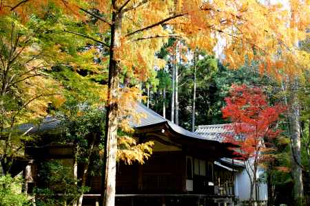 高山寺紅葉2013⑤