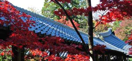 東福寺紅葉2013④