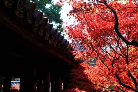 東福寺紅葉2013⑥