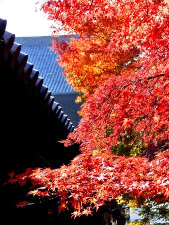 東福寺紅葉2013⑦