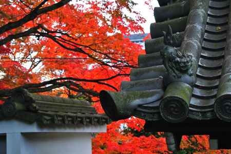 東福寺紅葉2013⑱