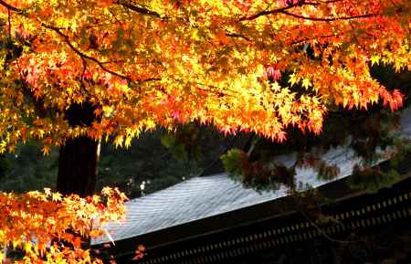 神護寺秋2013⑧