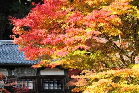 神護寺秋2013⑩