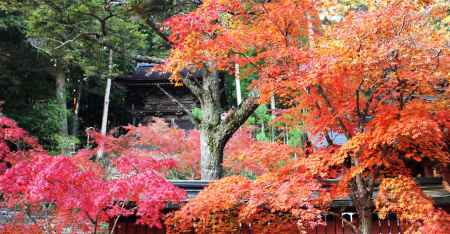 神護寺秋2013⑱