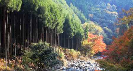 清滝川秋2013①