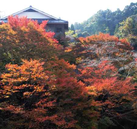 清滝川秋2013②