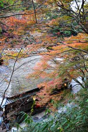 鳥居本秋2015③