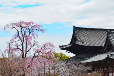 東寺春2016⑥