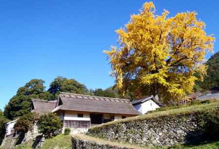 嵯峨河原家の大銀杏