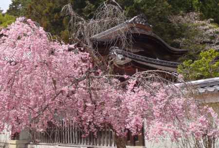 神護寺桜Ⅱ