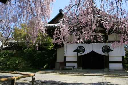 養源院の枝垂れ桜