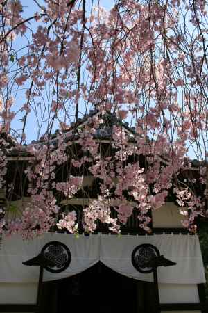 養源院の枝垂れ桜